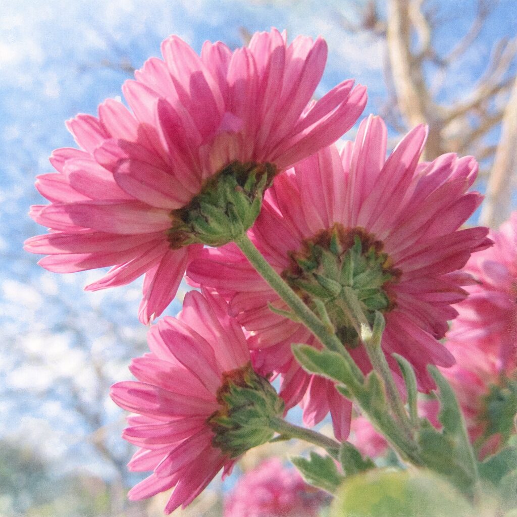 青空を背景に咲くピンク色のキクを描いた手描き水彩画風イラスト。斜め下から見上げた構図で、重なり合う花弁と茎の流れを柔らかなにじみと淡いぼかしで表現した優しい質感の正方形イラスト