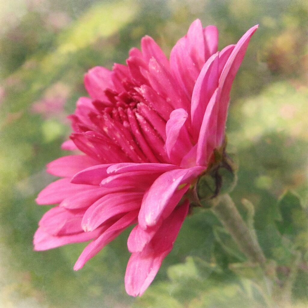 横向きに咲くピンク色のキクを描いた手描き水彩画風イラスト。重なり合う花弁の立体感をやさしいにじみと淡いグラデーションで表現し、背景をぼかしたふんわりとした質感の正方形イラスト