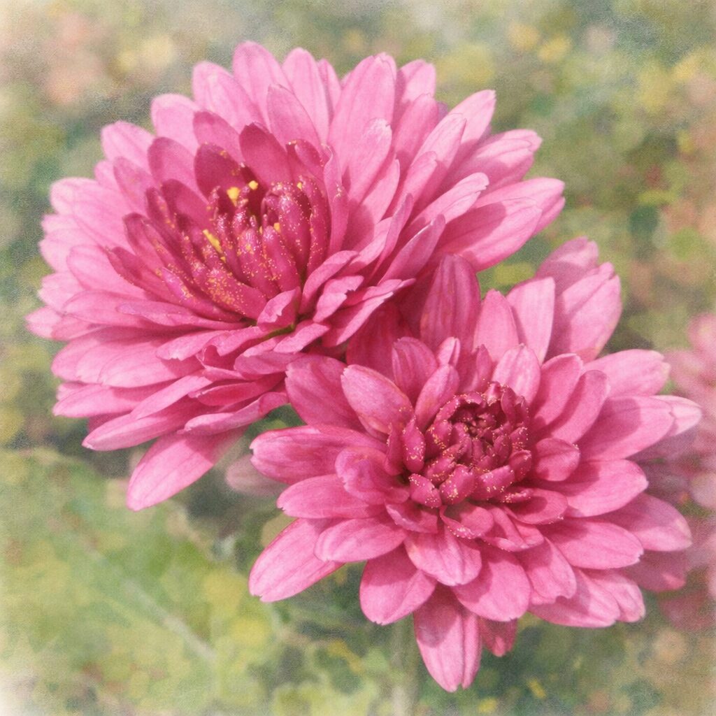 ピンクの八重咲きキクをモチーフにした、優しい質感のふんわり手描き水彩画風イラスト。重なり合う花弁を柔らかなタッチで表現し、正方形構図で上品に描いた菊の花。