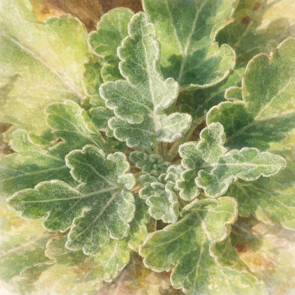 キクの若葉を真上構図で描いた、やさしい質感のふんわりとした手描き水彩画風イラスト。産毛のある葉の形と淡いグリーンの階調を柔らかく表現した正方形構図。