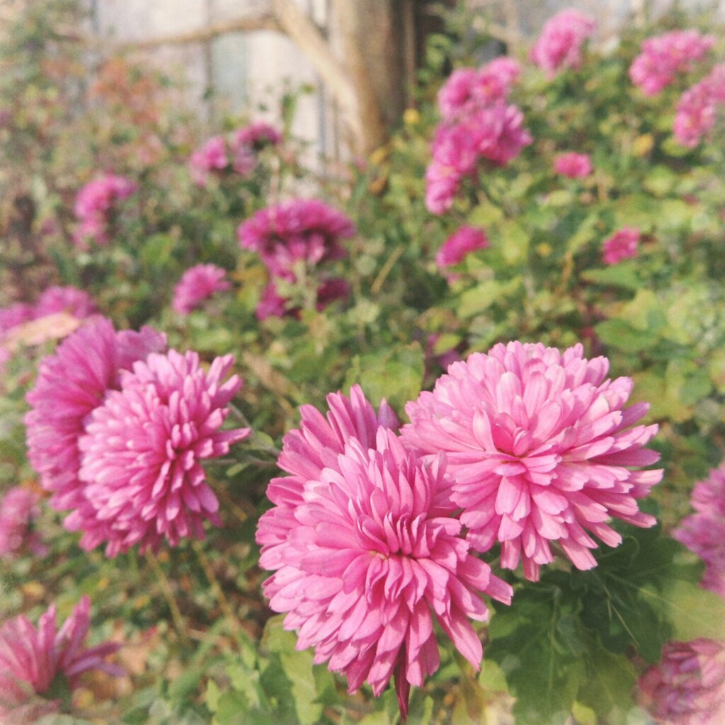 庭に咲くピンク色の八重咲きキクを、写真の構図をもとに優しい質感で描いた手描き水彩画風イラスト。前景の菊を中心に、背景の花と葉を淡くぼかしたふんわりとした正方形作品。