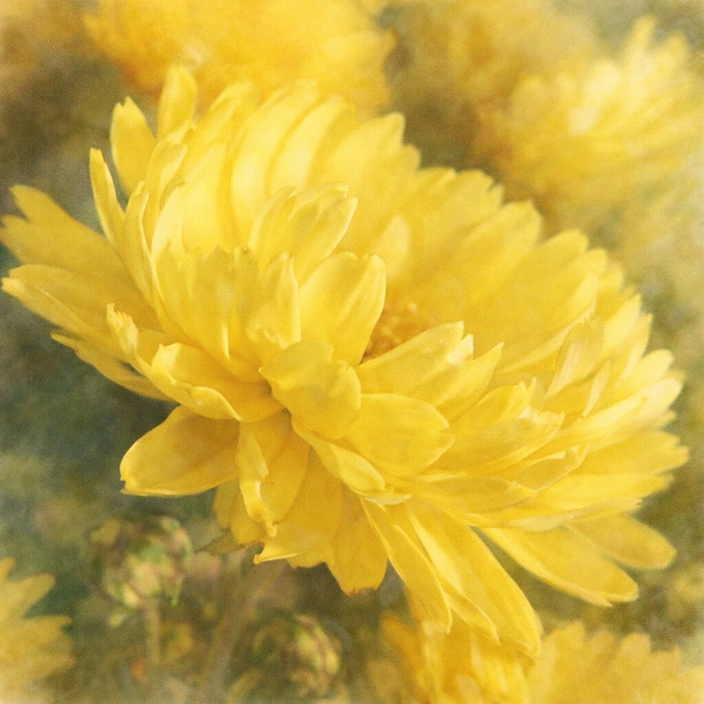 黄色いキクの花をモチーフにした手描き水彩画風イラスト。ふんわりとした優しい筆致で重なり合う花弁と柔らかな光を表現した正方形イラスト