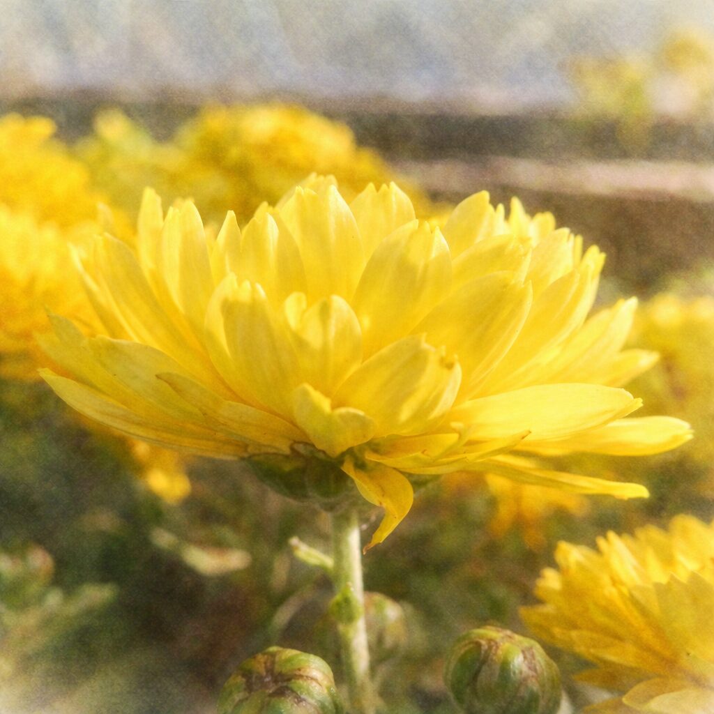 黄色のキク（菊）の花を横向き構図で描いた、優しい質感のふんわりとした手描き水彩画風イラスト。花弁の重なりと柔らかな光を表現した正方形作品