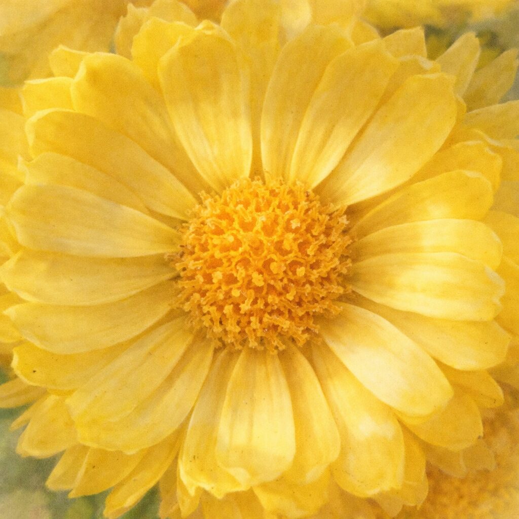 黄色いキクの花を正面から描いた、優しい質感のふんわりとした手描き水彩画風イラスト。重なり合う花弁と中央の花芯を柔らかな色彩で表現した正方形構図。