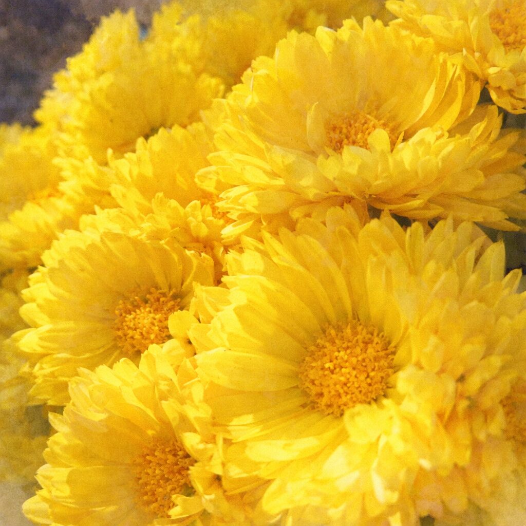 黄色いキクの花が重なり合って咲く様子を、優しい質感の手描き水彩画で表現した正方形イラスト。ふんわりとした筆致で花びらの立体感と温かみのある黄色が描かれている。