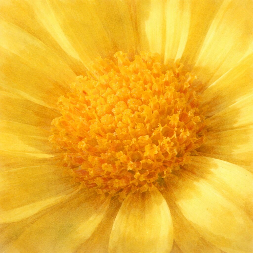 黄色いキクの花の中心をアップで描いた、優しい質感の手描き水彩画風イラスト。ふんわりとした筆致で花芯の粒感と花びらの柔らかな広がりを表現した正方形構図。