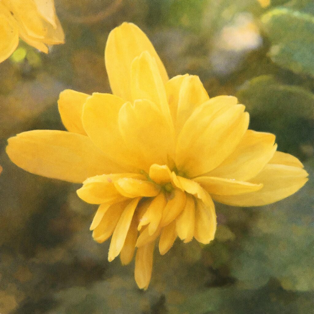 黄色いキクの花を横向き構図で描いた、優しい質感の手描き水彩画イラスト。重なる花びらをふんわりと表現し、背景は淡くぼかした正方形アート。