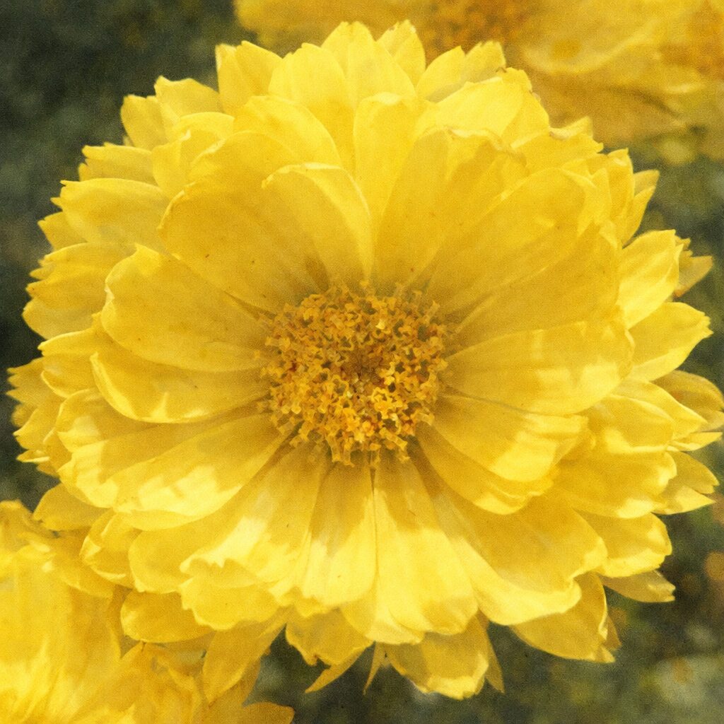 黄色いキクの花を正面構図で描いた、優しい質感のふんわりとした手描き水彩画風イラスト。重なり合う花びらと花芯を丁寧に表現した正方形イラスト。