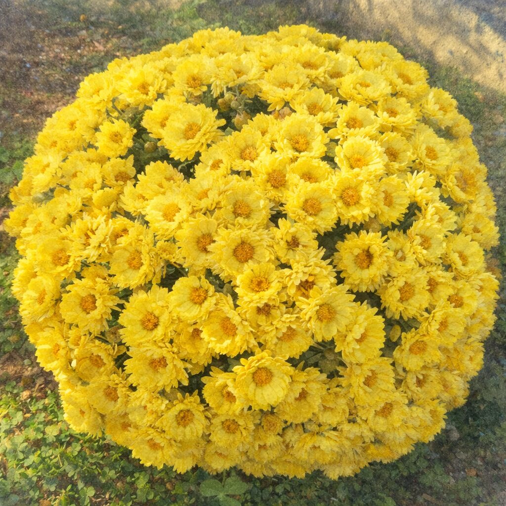 丸く整えられたキクの株に、黄色い花がぎっしりと咲き広がる様子を、やさしい色合いでふんわり描いた手描き水彩画風のイラスト。真上視点で球状のフォルムが際立つ構図。