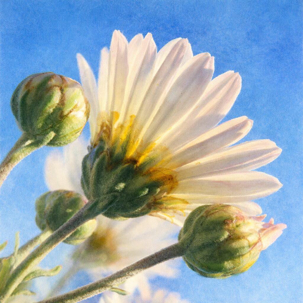 青空を背景に白いキクを横向きに描いた、やさしい質感のふんわり手描き水彩画。花弁の重なりとつぼみの丸みを柔らかな色彩で表現した正方形イラスト。