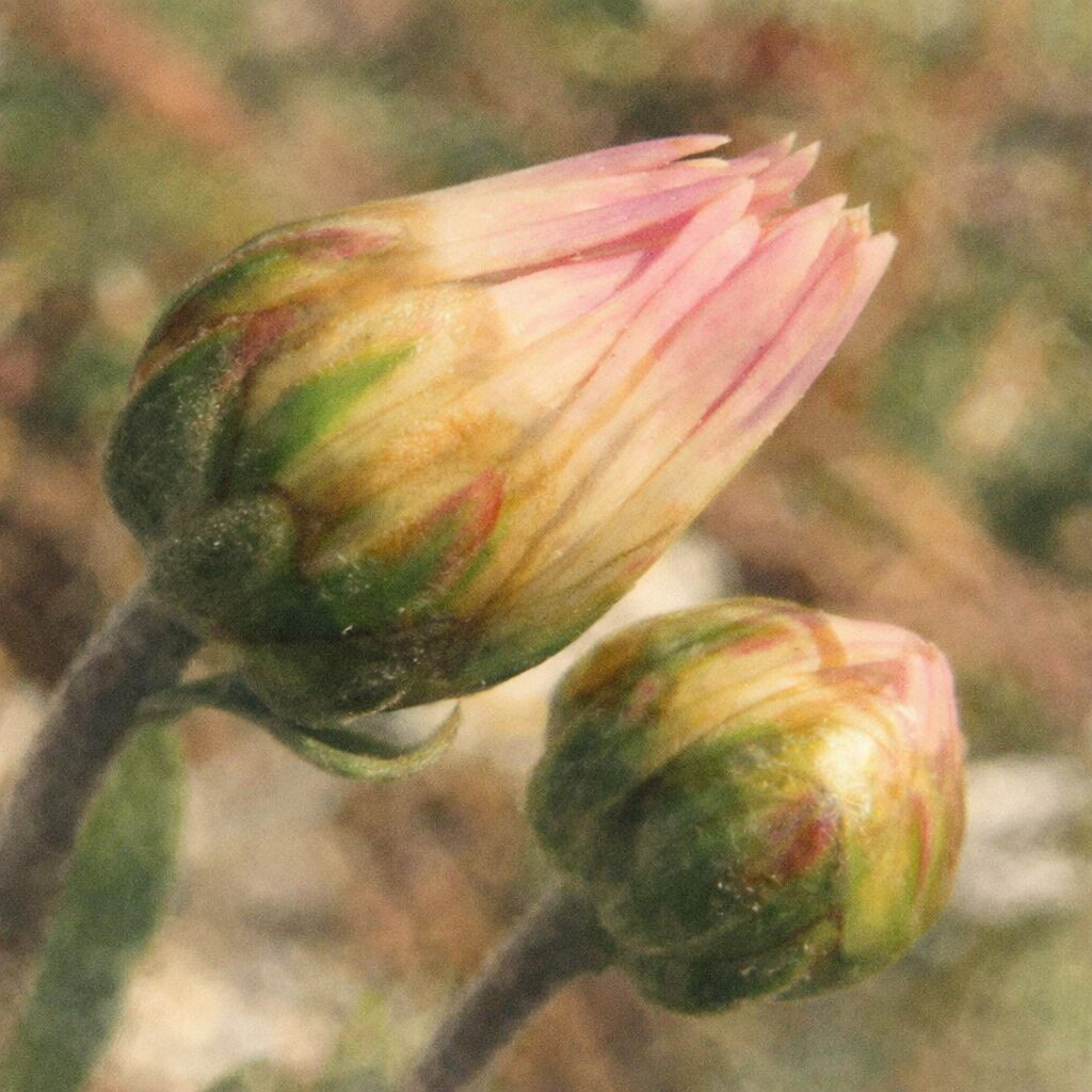 白いキクの花を下から見上げた構図のやさしい手描き水彩画。青空を背景に、半透明の花弁とつぼみをふんわりと描いた正方形イラスト。