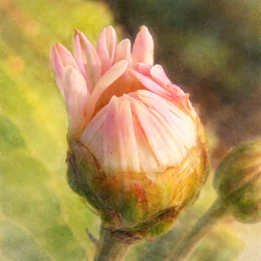 淡いピンク色の花びらが開き始めたキクのつぼみを、優しい質感でふんわり描いた手描き水彩画風イラスト。緑の総苞と柔らかな光を表現した正方形構図の菊の蕾の水彩イラスト。