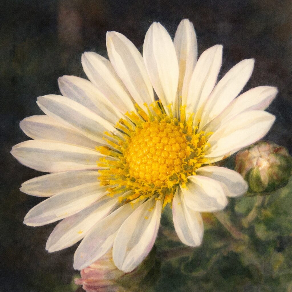 白い花弁と黄色い花芯をもつキクの花を斜め構図で描いた、やさしい質感のふんわりとした手描き水彩画風イラスト。正方形構図で背景は落ち着いた暗色トーン。