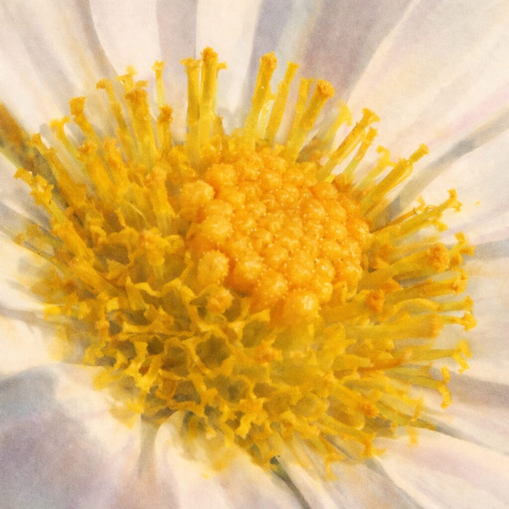 白いキクの花芯を中心に描いた、やさしい質感の手描き水彩画イラスト。黄色い花芯と繊細な雄しべをふんわりと表現し、白い花弁が放射状に広がる正方形構図。