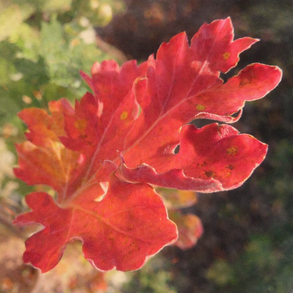 秋に紅葉したキク（菊）の葉をモチーフにした、優しい質感の手描き水彩画風イラスト。赤く色づく葉と柔らかな光をふんわりと表現した正方形構図。