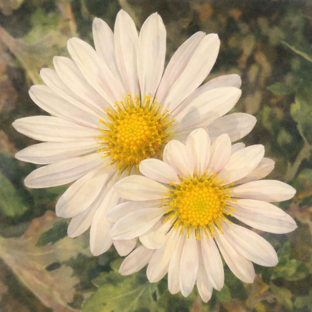 白い花びらと黄色い花芯のキクが2輪並んで咲く様子を、やさしい質感でふんわり描いた手描き水彩画風イラスト、正方形構図の菊の花イラスト