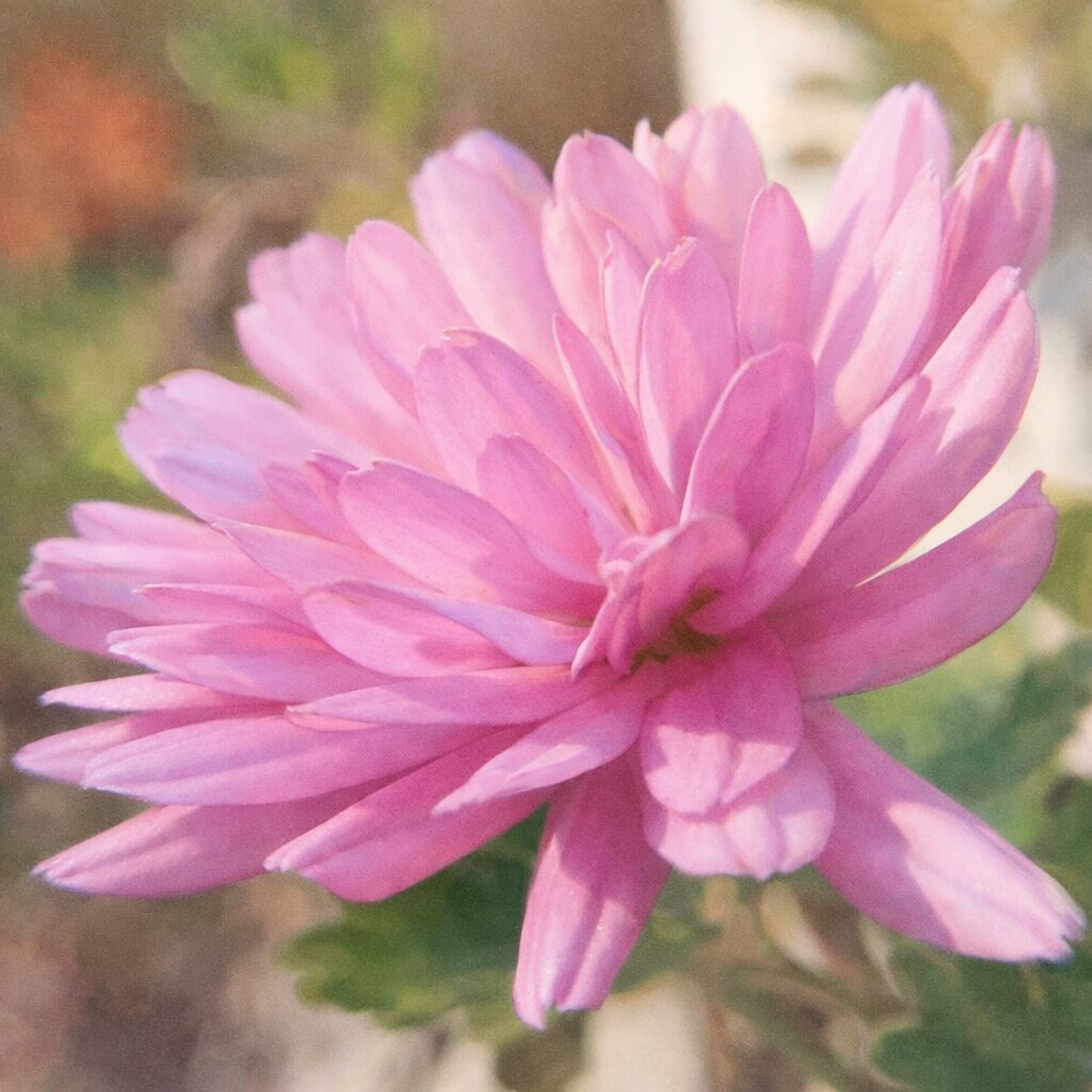 横向きに咲くピンクのキクを優しいタッチで描いた手描き水彩画風イラスト｜花弁が幾重にも重なる柔らかな秋の菊の表情