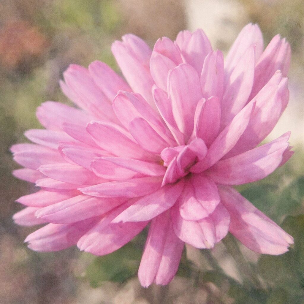 ピンク色の八重咲きキクを優しい質感で描いた手描き水彩画風イラスト。重なり合う花弁の立体感と柔らかな色合いを表現した正方形構図。