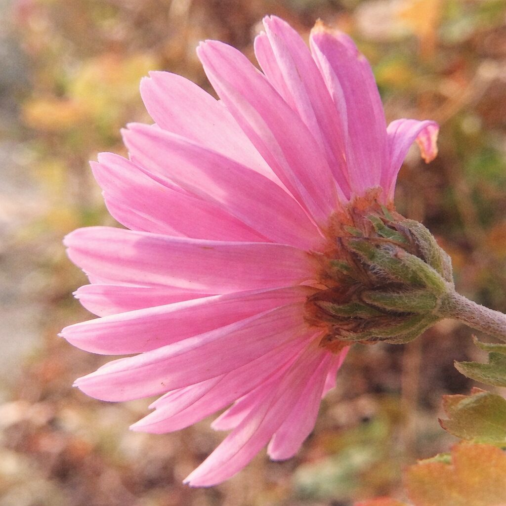 ピンク色のキクを横向き構図で描いた、優しい質感の手描き水彩画風イラスト。花びらの重なりと繊細な色のグラデーションをふんわり表現した正方形アート。