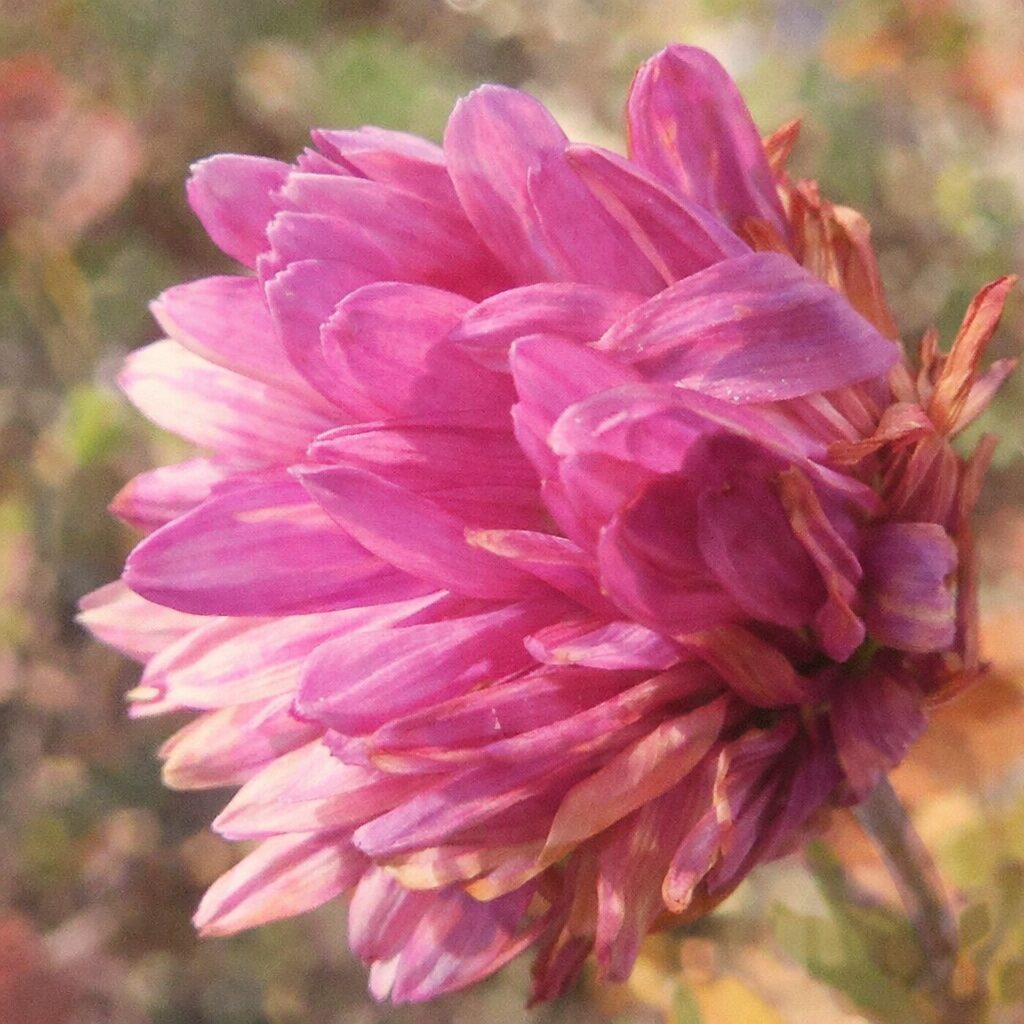 ピンクのキクを横向きに描いた優しい手描き水彩画イラスト。重なり合う花びらをふんわりと表現し、柔らかな色彩とにじみで上品な雰囲気を表した正方形構図。