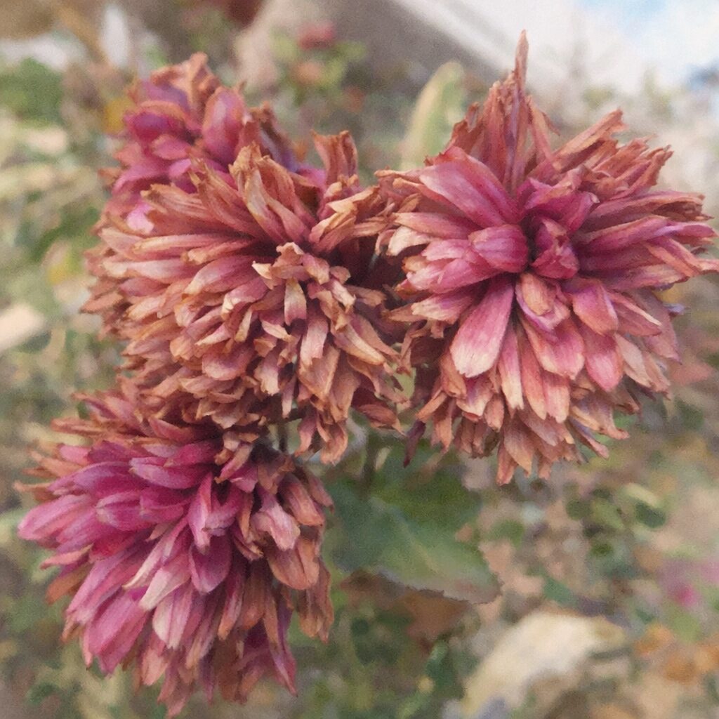 ピンクのキクの花が房状に咲き、花弁の重なりや色の濃淡をやさしい質感で表現した手描き水彩画風の正方形イラスト