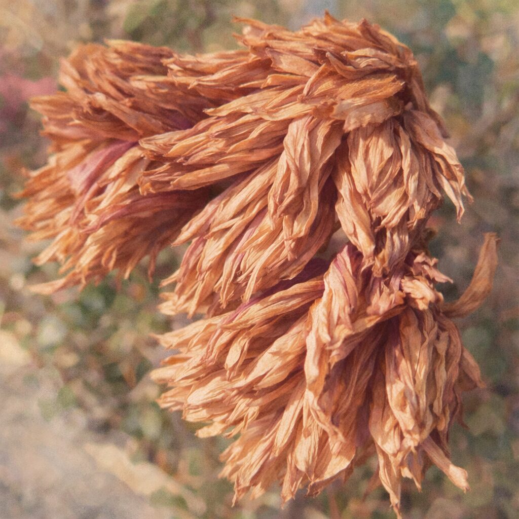 白と淡いピンクが混ざるキク（菊）の花が、花弁の重なりや枯れゆく質感まで丁寧に表現された、優しくふんわりとした手描き水彩画風イラスト