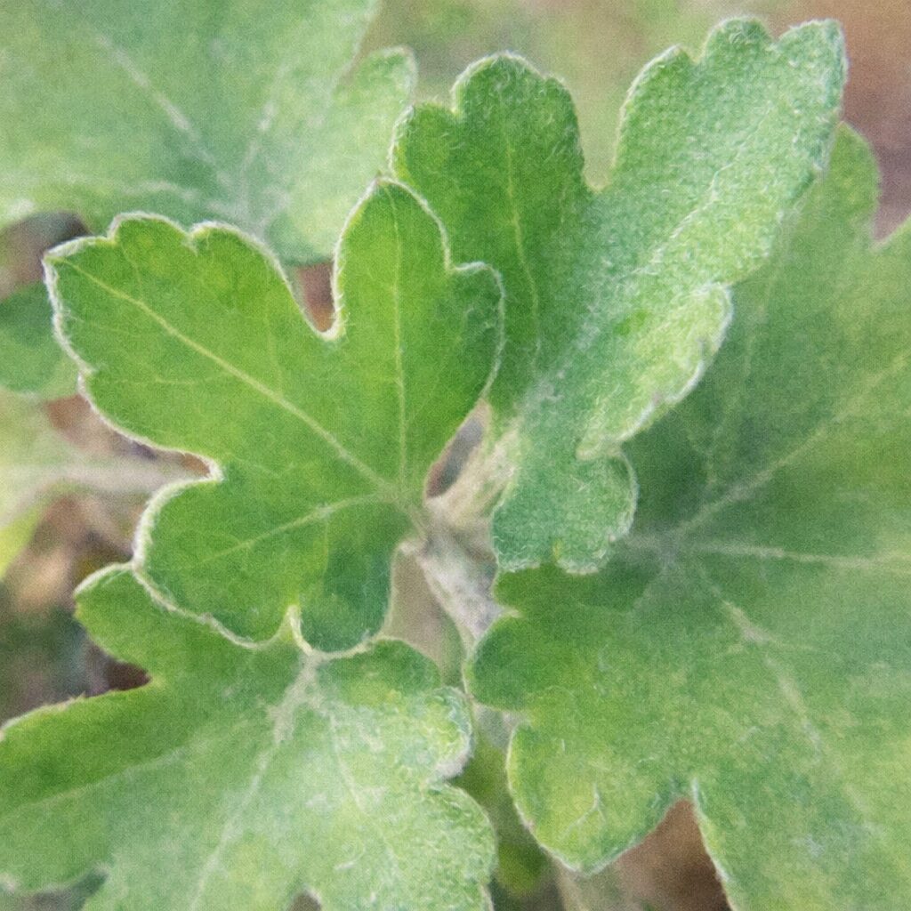 白い産毛をまとったキクの緑の葉をクローズアップで描いた、優しい質感のふんわりとした手描き水彩画風イラスト。切れ込みのある葉形と柔らかなグラデーションが特徴