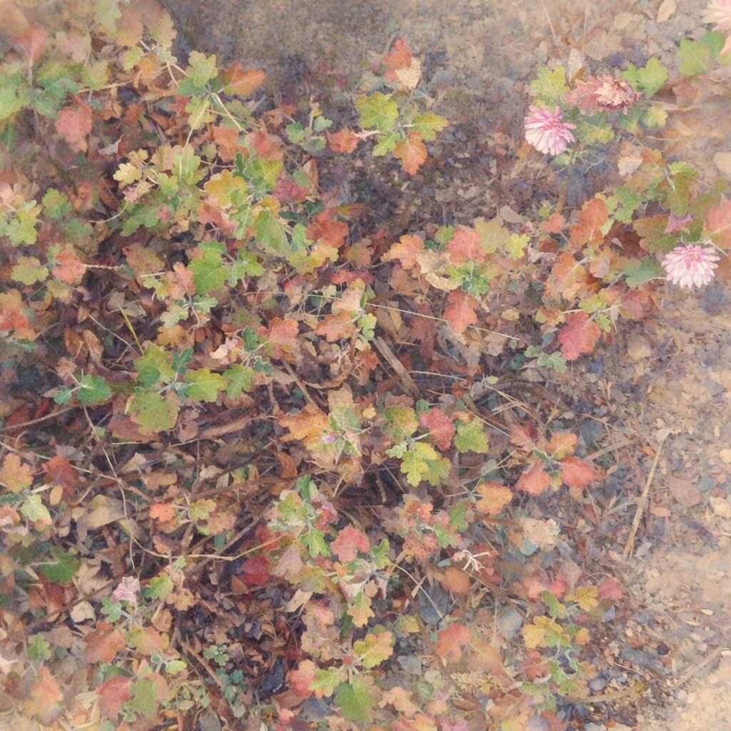 白と淡いピンクのキクが地面に群生する様子を、優しい質感のふんわりとした手描き水彩画で表現した正方形イラストで、秋色に変化した葉と素朴な土の雰囲気が伝わる構図