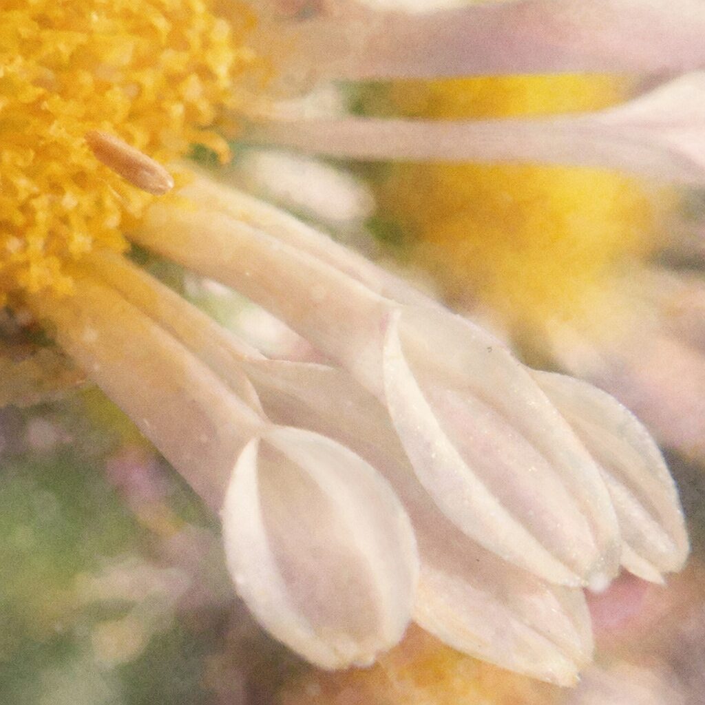 白い花弁と黄色い中心部をもつキクの花を、優しい質感でふんわり描いた手描き水彩画風イラスト。マクロ構図で花の立体感を表現。