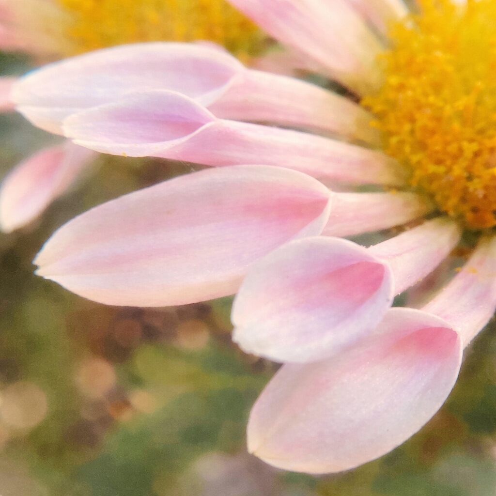 白から淡いピンクへとグラデーションするキクの花弁を、やさしいタッチの手描き水彩画風で描いた正方形イラスト。花芯の黄色と花弁の透明感をふんわり表現。