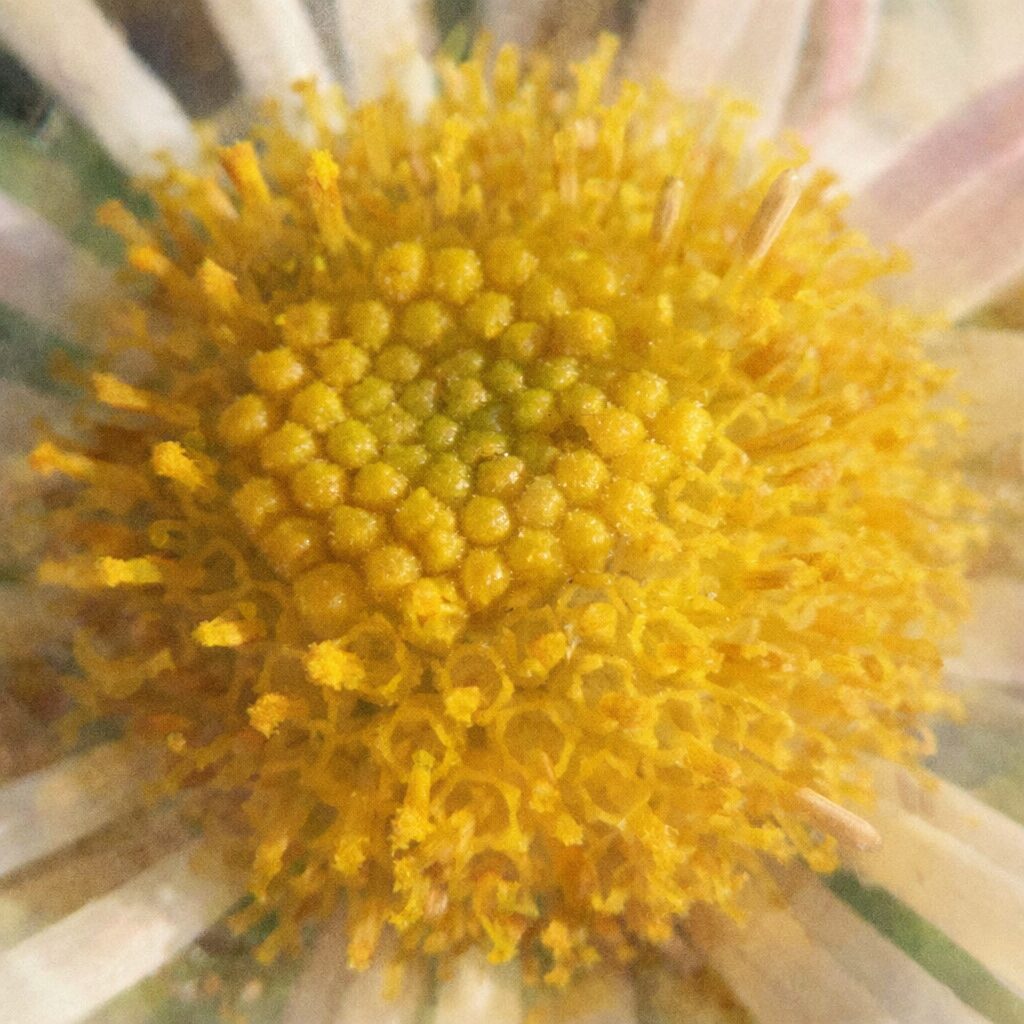 白いキクの花芯を中心に描いた、優しい質感の手描き水彩画風イラスト。黄色い小花が粒状に集まる花芯をふんわりと表現した正方形構図。