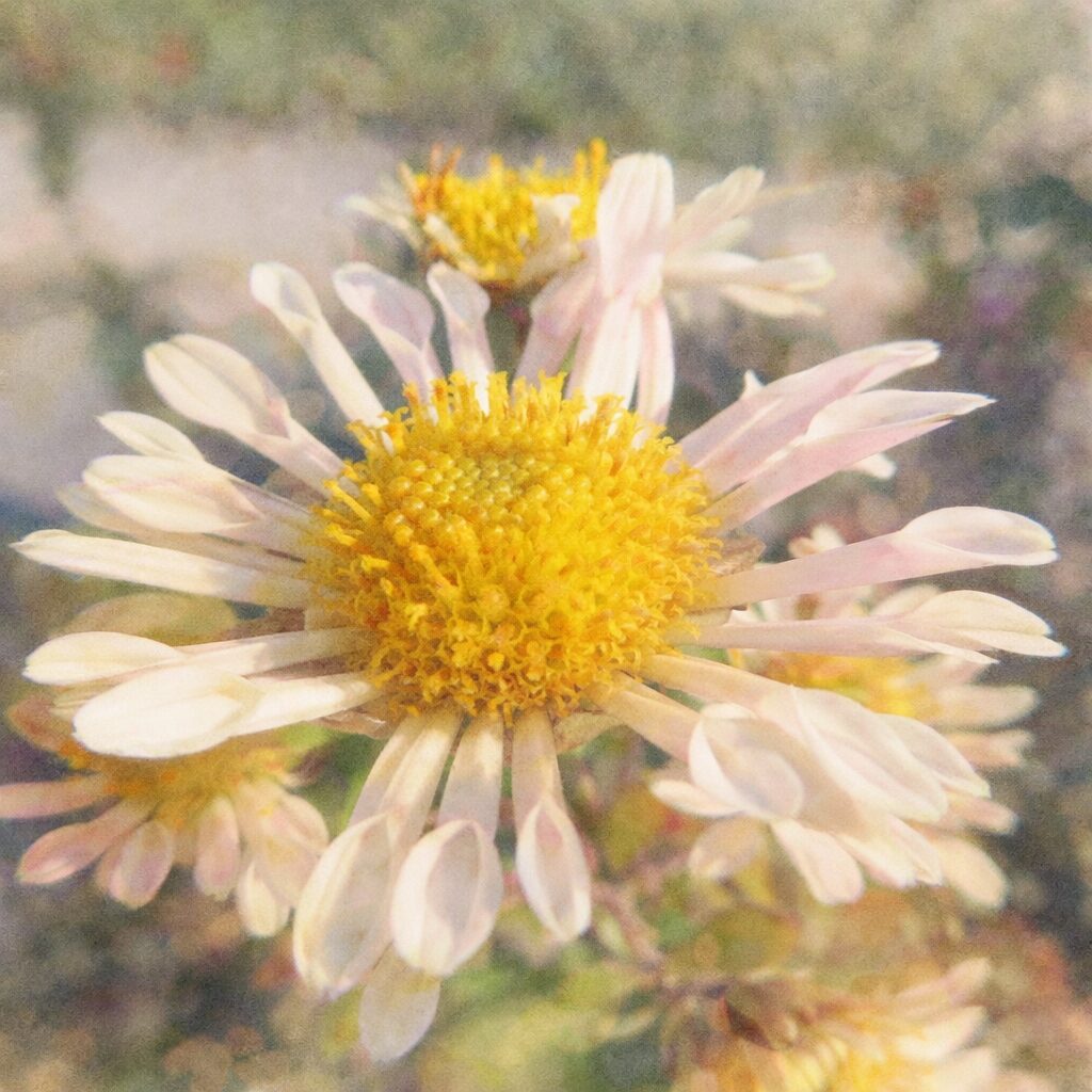 白と淡いピンクの花びらが放射状に広がり、中央に黄色の花芯をもつキクの花を、優しい質感でふんわりと描いた手描き水彩画風イラスト。柔らかなにじみと自然な立体感が特徴。