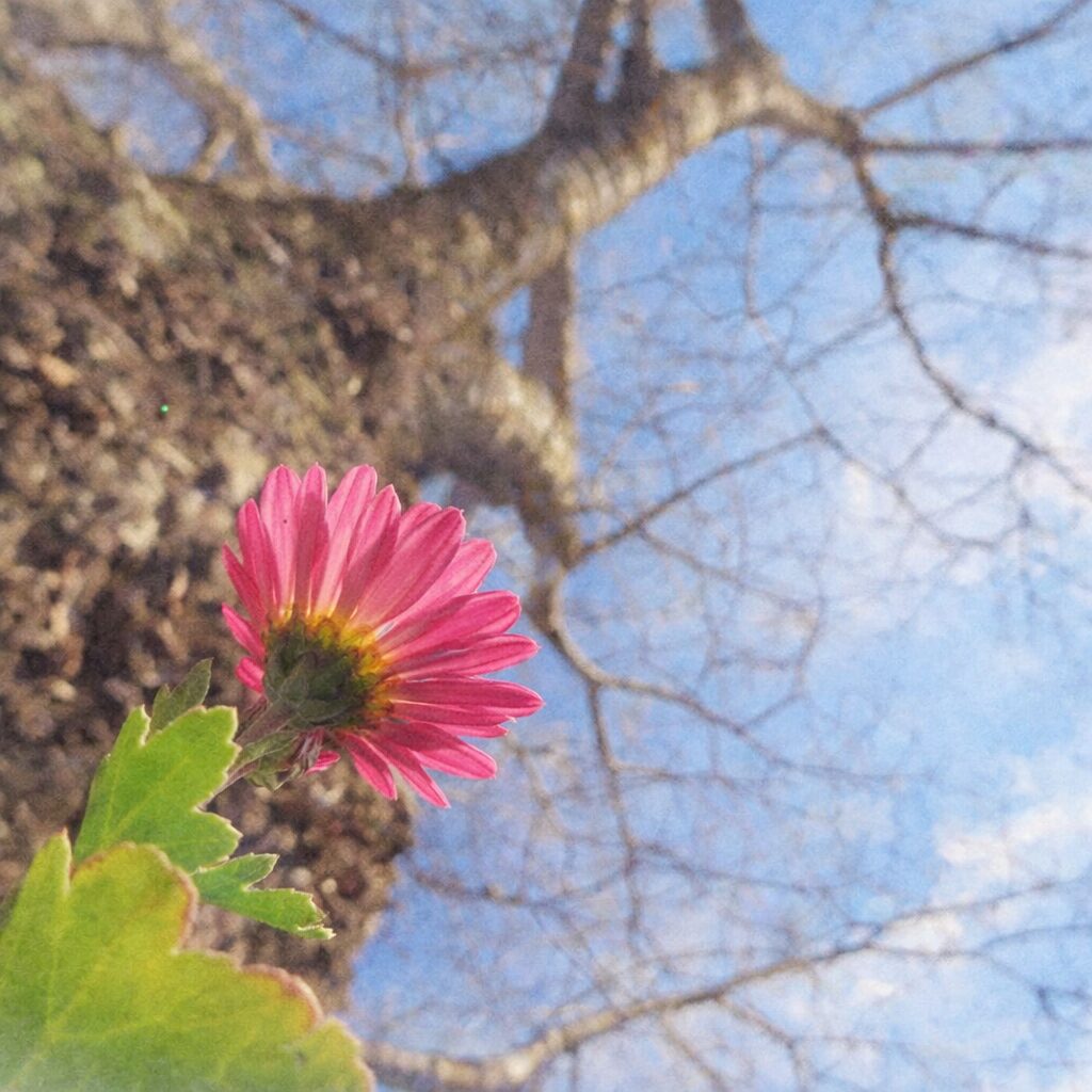 青空と木の幹を背景に、下から見上げる構図で描かれたピンク色のキクの花を、優しい質感のふんわりとした手描き水彩画で表現したイラスト