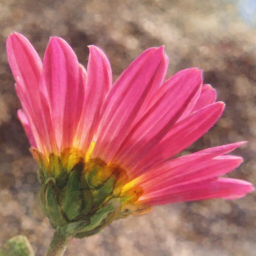 横向きの構図で、ピンク色の花弁と緑の花床をやさしい色合いで表現したキクのつぼみを、ふんわりとした質感の手描き水彩画で描いたイラスト