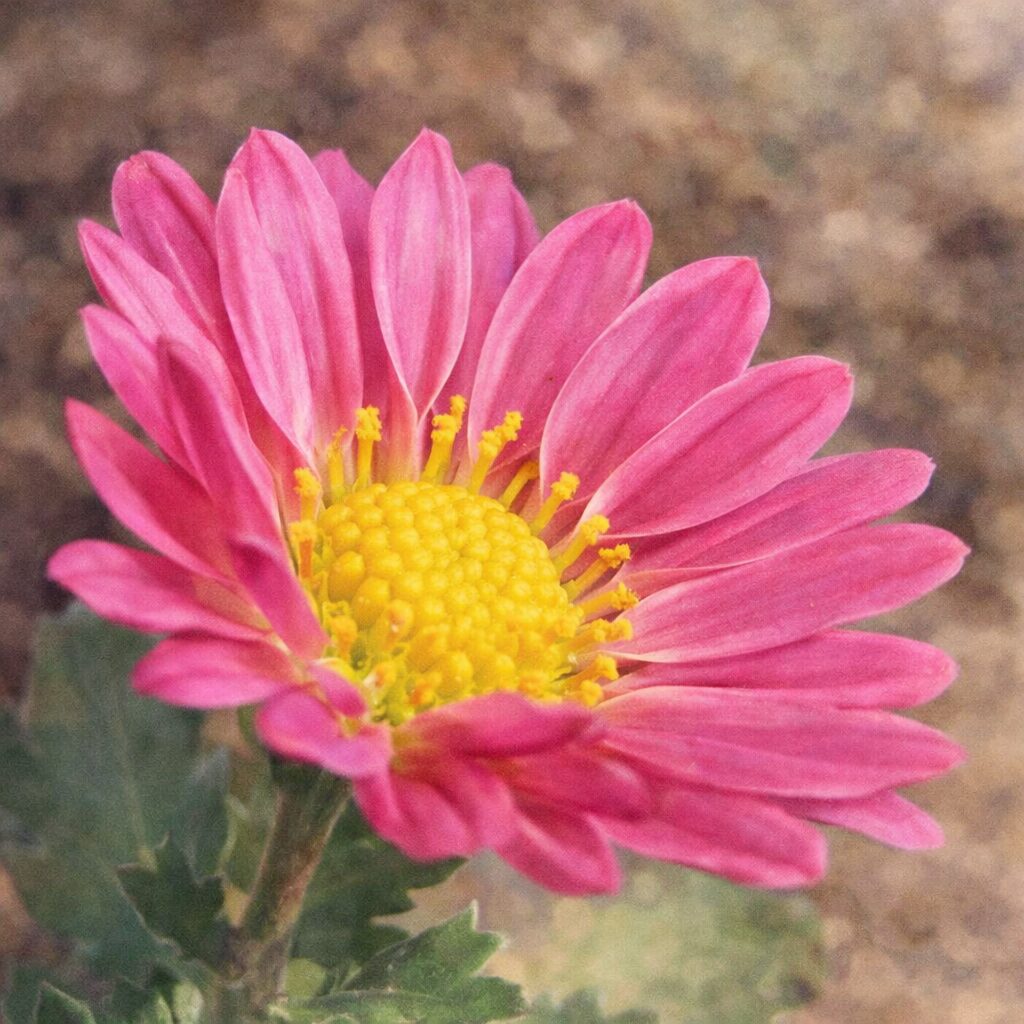 鮮やかなピンクの花弁と黄色い花芯をもつキクを、やさしい質感でふんわり描いた手描き水彩画風イラスト。自然光を感じる柔らかな色合いの正方形構図。