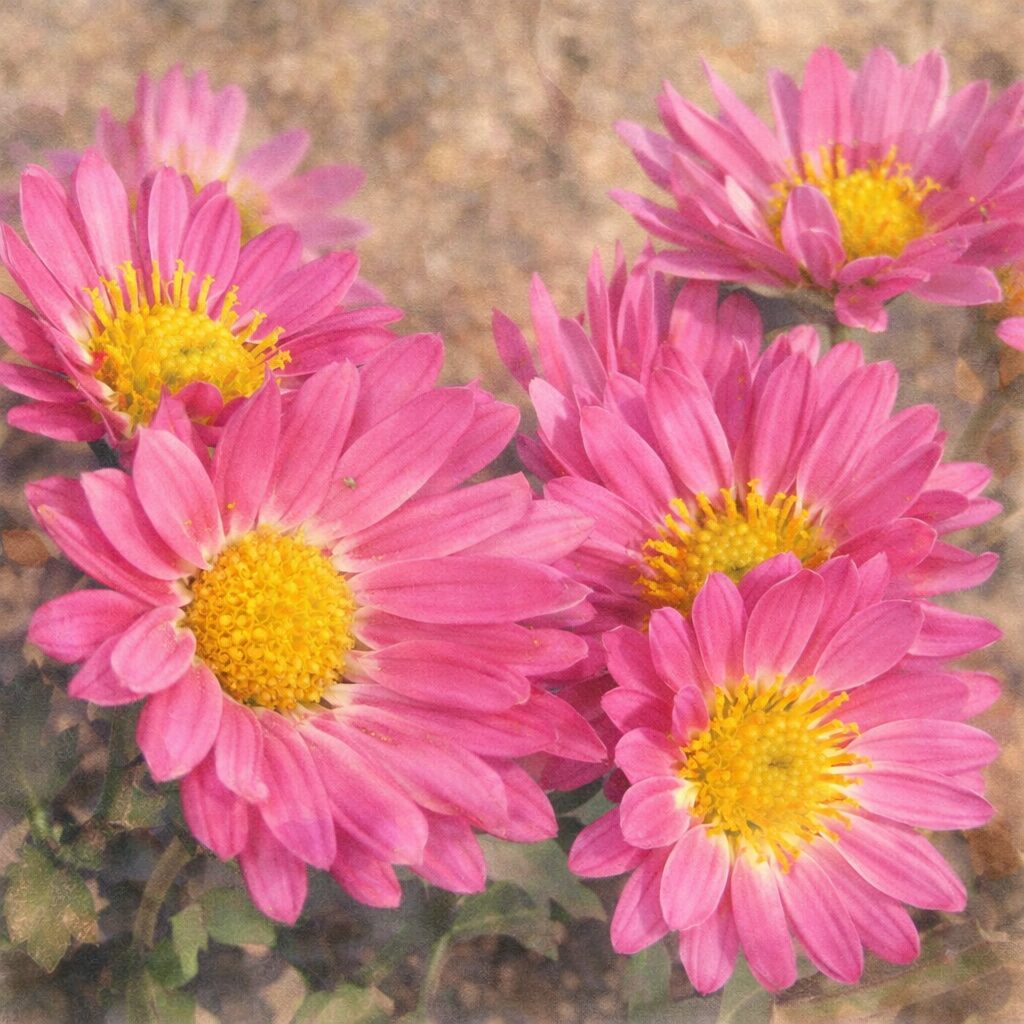 ピンク色のキク（菊）の花が群れて咲く様子を、やさしい質感でふんわり描いた手描き水彩画風イラスト。桃色の花弁と黄色の花芯を柔らかなタッチで表現した正方形構図のボタニカルイラスト。