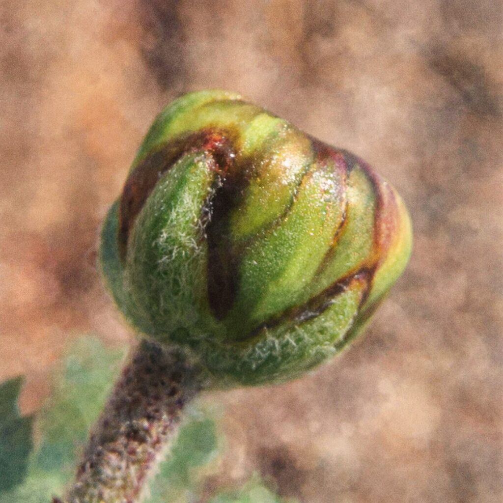 キクのつぼみを優しい質感で描いた手描き水彩画風イラスト。丸みのある緑色の蕾が正方形構図でふんわりと表現され、繊細な陰影と柔らかな色合いが際立つ。