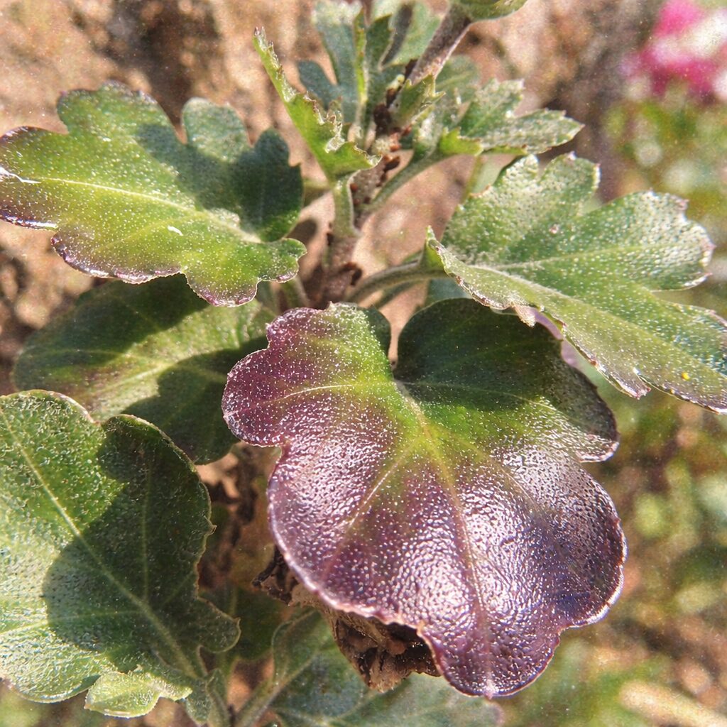 キクの葉をモチーフにした手描き水彩画風イラスト。正方形構図で、切れ込みのある葉の形と緑から紫へ移ろう色合いを、優しくふんわりとした質感と柔らかなにじみで表現している。