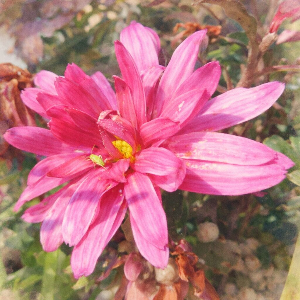 ピンク色のキクの花を描いた優しい質感の手描き水彩画イラスト｜重なり合う花弁と黄色い花芯をふんわり表現した正方形構図