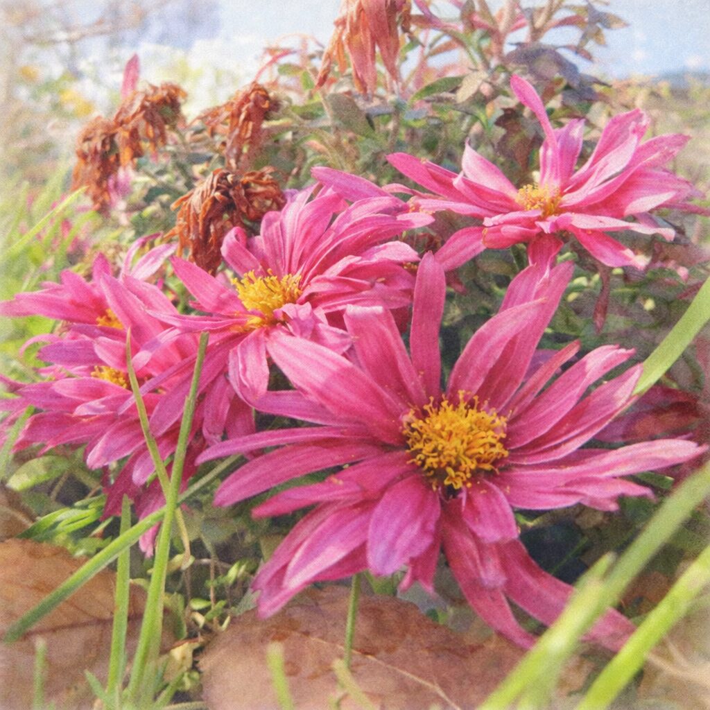 鮮やかなピンク色のキクが地面近くに群れて咲く様子を、やさしい質感でふんわり描いた手描き水彩画風イラスト。黄色い花芯と細い花びら、自然な庭の雰囲気を表現。