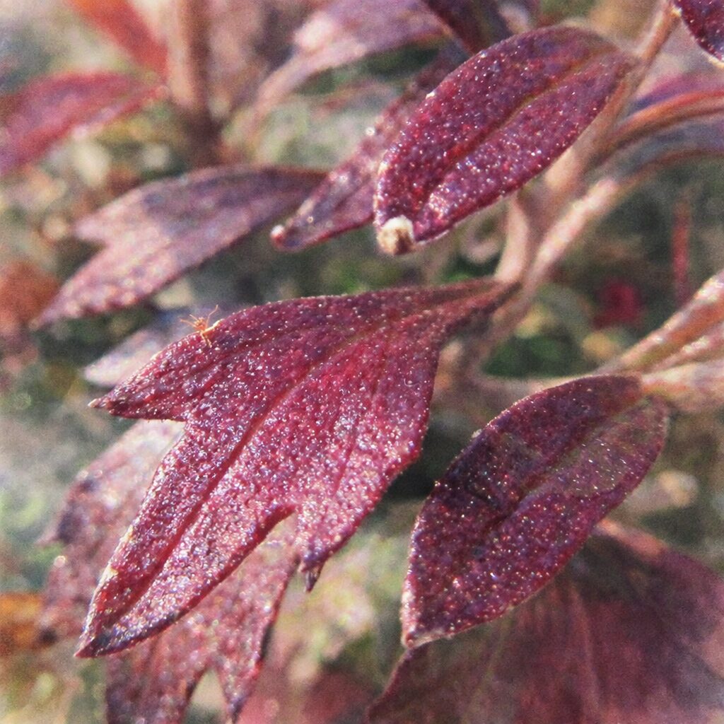 秋のキクの紅葉した葉をやさしいタッチで描いた手描き水彩画風イラスト。赤紫色に色づく切れ込みのある菊の葉をふんわりと表現した正方形構図。