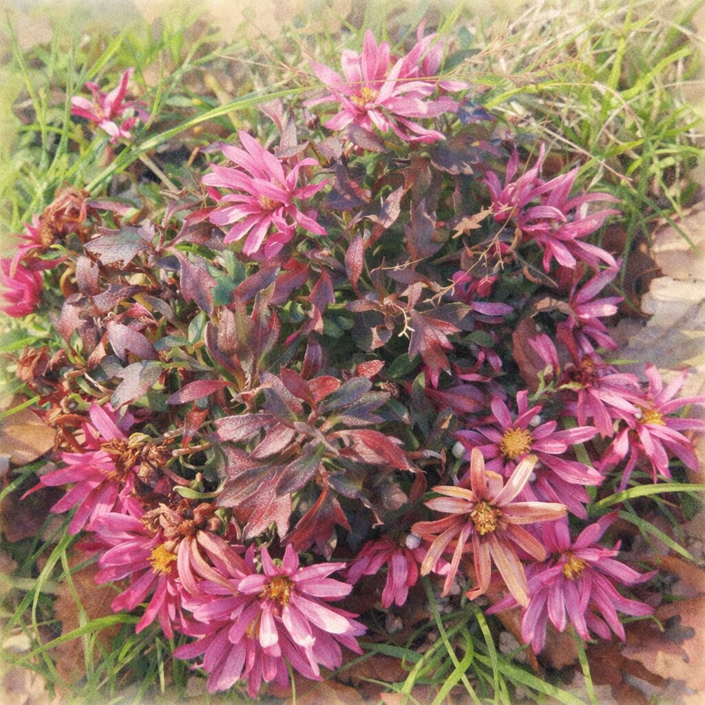 晩秋のキクの群生をやさしいタッチで描いた手描き水彩画風イラスト。ピンクの花と赤紫の葉が広がる様子をふんわり表現した正方形構図。