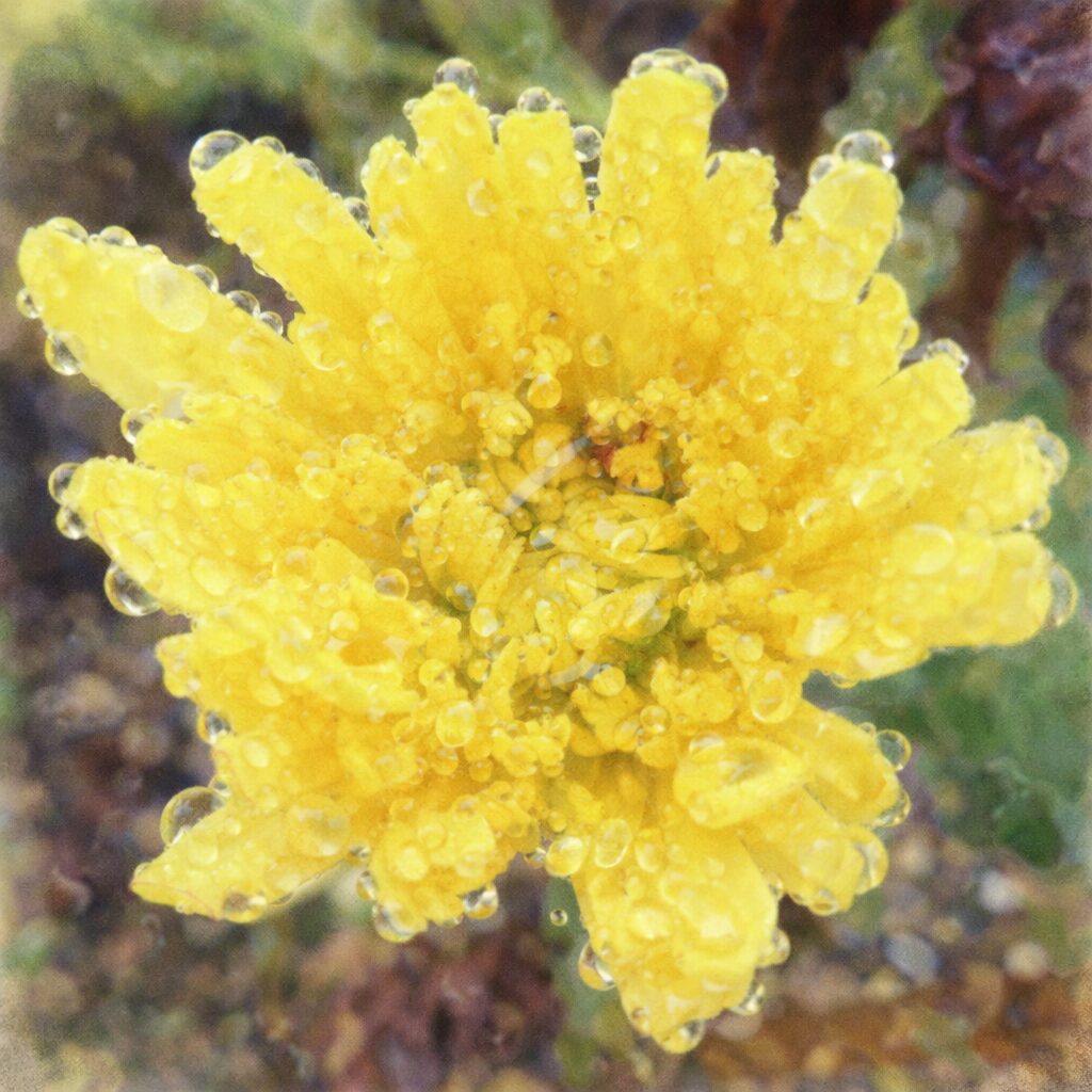 雨露を含んだ黄色いキクの花を上から見た構図で、花芯の細かな形までやさしい質感で表現した、ふんわりとした手描き水彩画風イラスト