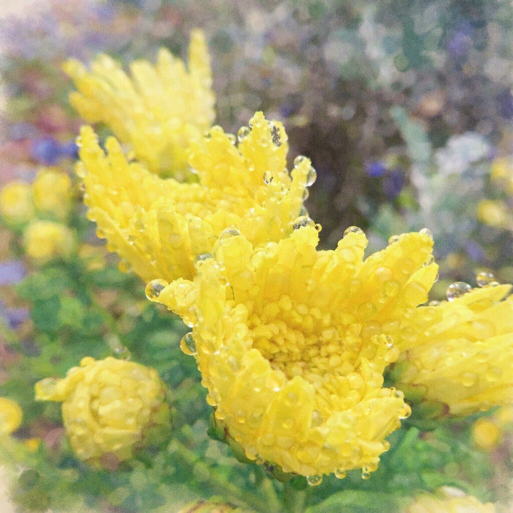 朝露の水滴をまとった黄色いキクの花を優しい質感で描いた手描き水彩画風イラスト、花芯と筒状の花弁を中心にした正方形構図