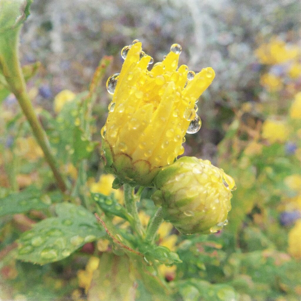 雨粒をまとった黄色いキクのつぼみを、優しい質感でふんわり描いた手描き水彩画風イラスト。正方形構図。