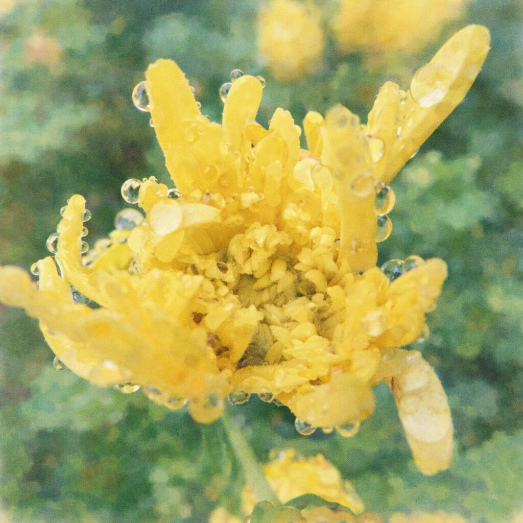 露の粒をまとった黄色いキクを優しいタッチで描いたふんわり手描き水彩画風イラスト、半開きの花と透明感のある雨粒を表現した正方形アート