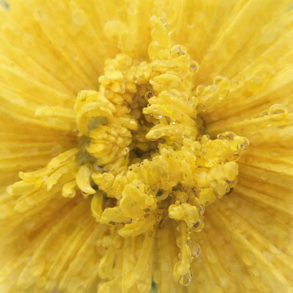 黄色いキクの花を真上から描いた手描き水彩画風イラスト。中心の筒状花と放射状の花弁をやさしい筆致で表現し、朝露のような水滴がふんわりとした雰囲気を演出している。