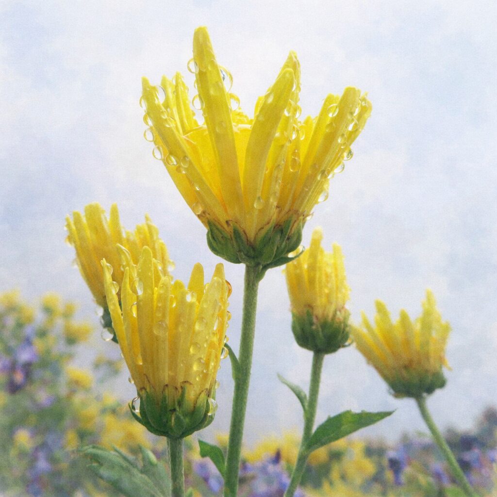 朝露に輝く黄色いキクのつぼみを優しいタッチで描いたふんわり水彩画風イラスト