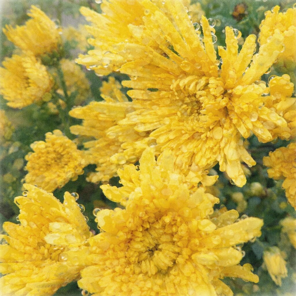 雨粒をまとった黄色いキクの花を、やさしい質感のふんわりした手描き水彩画で表現した正方形イラスト。花弁の重なりと瑞々しさを柔らかな色合いで描写。