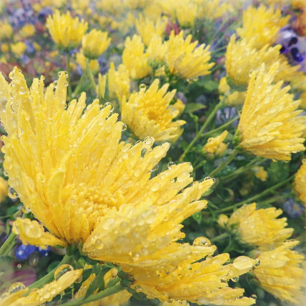 黄色いキクの群生をやさしいタッチで描いた手描き水彩画風イラスト。雨粒をまとった花弁を主役に、奥には複数のキクが淡くにじむように表現された正方形構図。